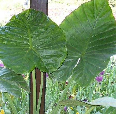 Alocasia macrorrhiza - eleganta si impunatoare