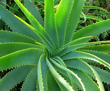 Aloe Vera, o planta miraculoasa