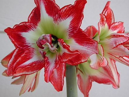 Amaryllis, planta care infloreste in culorile Craciunului 