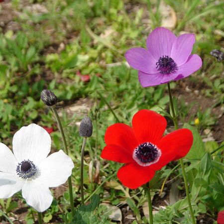 Delicatele anemone de toamna