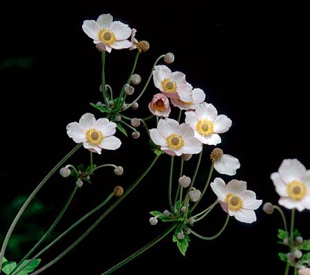 Anemonele japoneze, flori de septembrie pe placul tuturor 