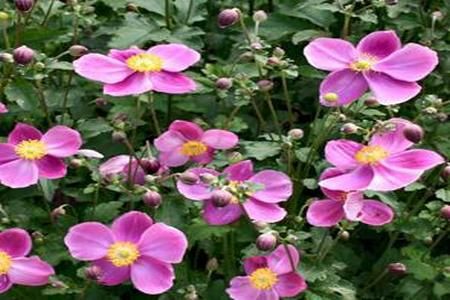 Anemonele de toamna