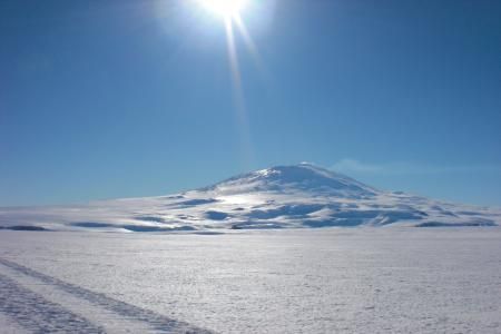 Ce plante cresc in Antarctica?   