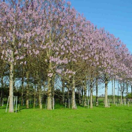 Insemnatatea ecologica a culturilor de Paulownia 