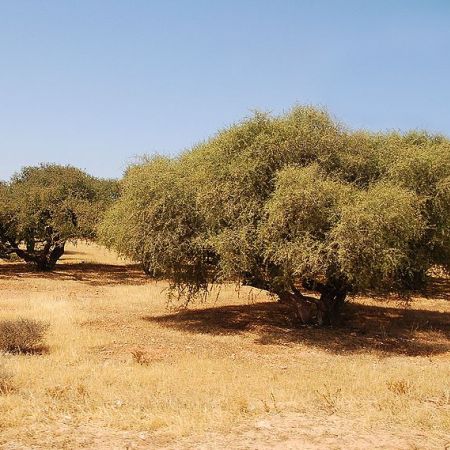Calitatile de baza ale uleiului de argan