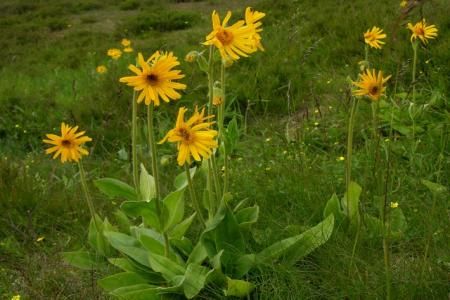 Arnica, remediu natural impotriva ranilor 