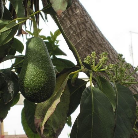 Cum se alege si se prepara un avocado? 