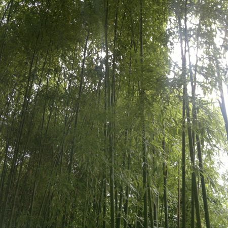 Cinci lucruri pe care (poate) nu le stiati despre bambus 