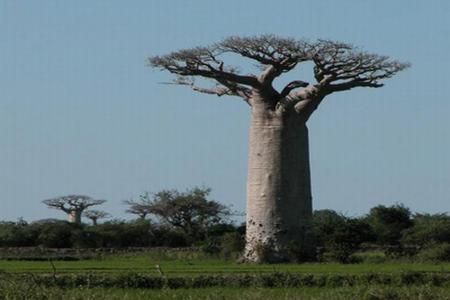 Curiozitati din lumea plantelor. Arbori atipici