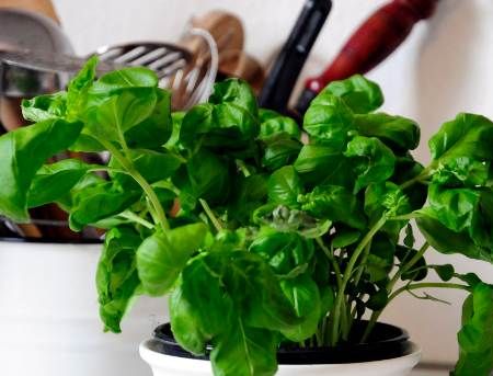 Ingrijirea plantelor aromate