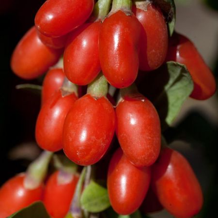 Goji Big Berry, un deliciu exotic 