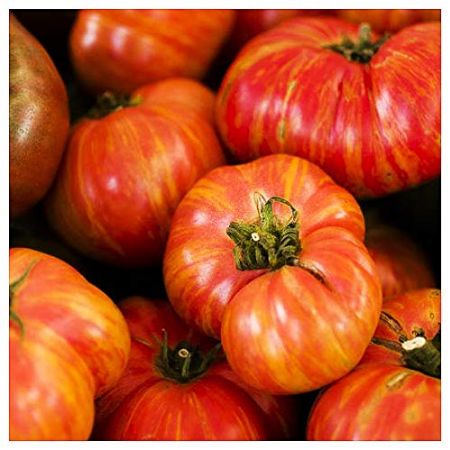 Tomatele Big Rainbow