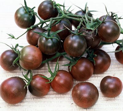 Tomate Black Cherry 