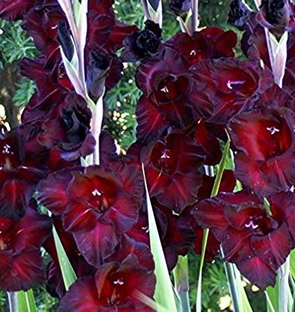 Gladiole Black Sea 