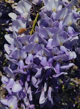 Glicina Blue Sapphire 