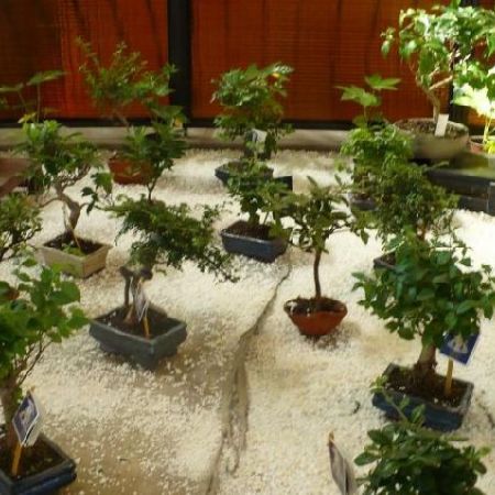 Bonsai - copacei miniaturali