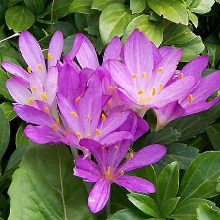 Otravurile din plante