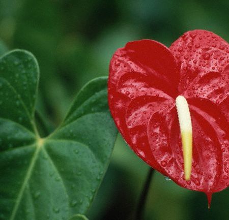 Boli si daunatori la anthurium - conditii, bacterii, ciuperci