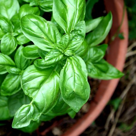 Busuiocul, de la retete delicioase la tratamente naturiste