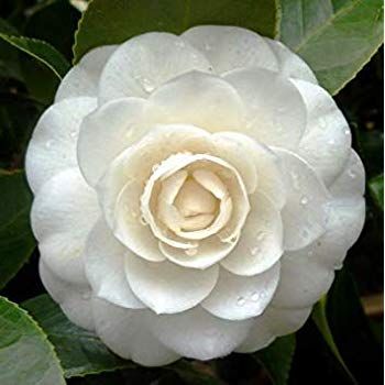 Camellia Japonica White 