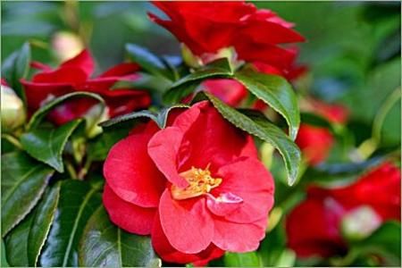 Flori de toamna. Camellia