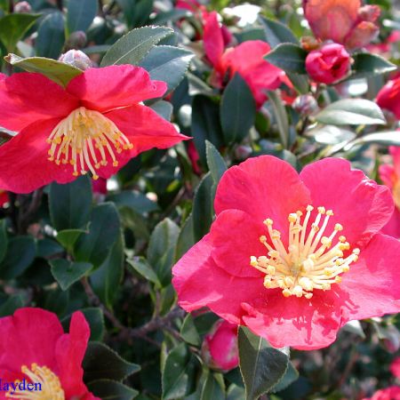 Camellia poate infrumuseta toamna orice gradina