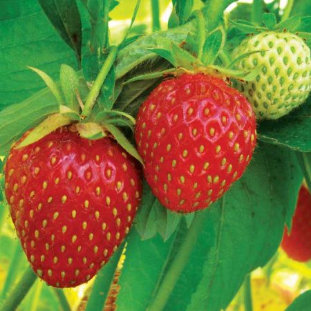 Fructe de sezon care te ajuta sa slabesti 