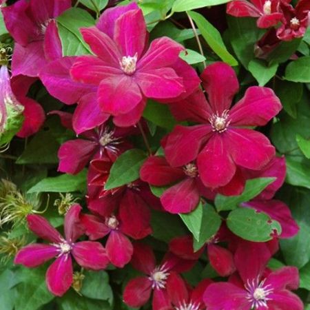 Clematis Rouge Cardinal 