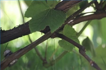 Lucrarile viticole si vinicole ale lunii ianuarie 