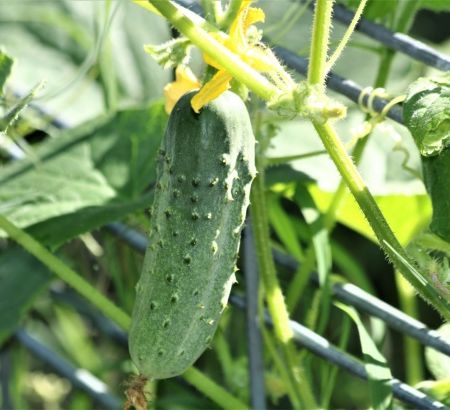 Salata de castraveti cu menta