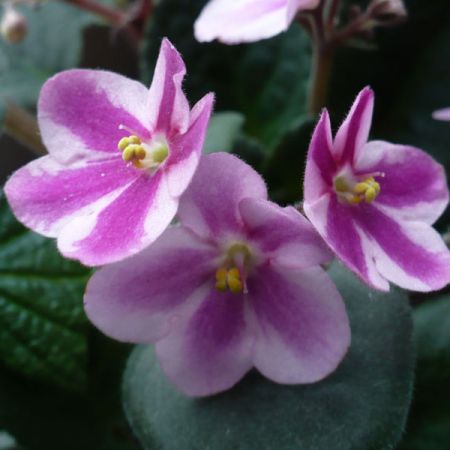Chimerele - violete elegante 