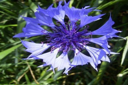 Plantele de bordura, o necesitate in orice gradina
