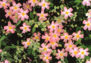 CISTUS