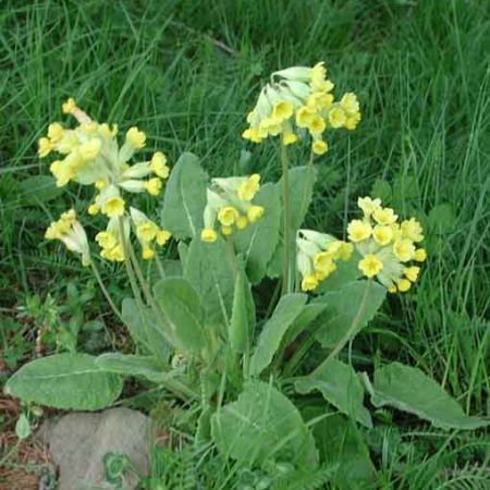 Ciubotica cucului in terapiile naturiste 