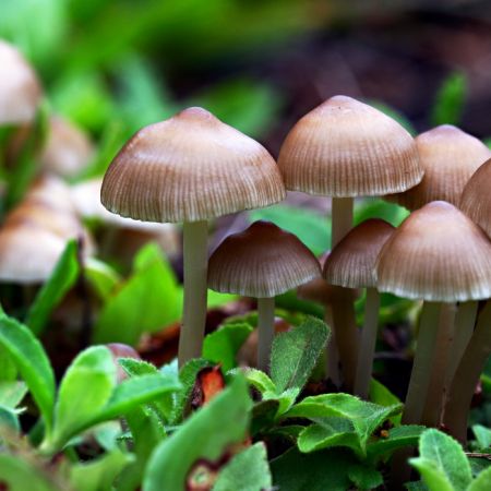 Ciuperci salbatice, pentru o toamna cu delicatese spaniole 