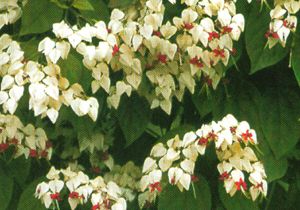 CLERODENDRON