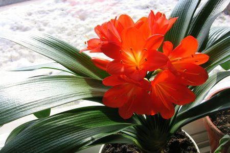 Clivia miniata - Crinul iernii
