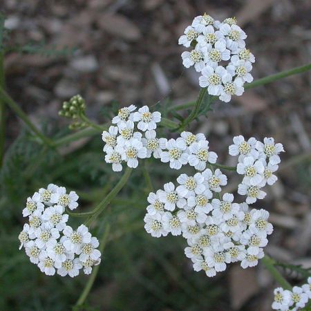 Ce plante tamaduitoare se recolteaza in luna iulie 