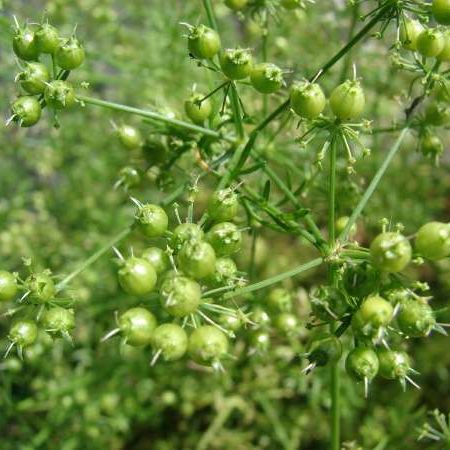 Coriandrul in tratamentele naturiste 