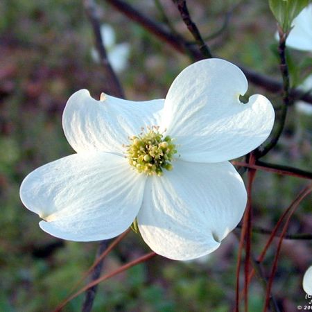 Cornus florida