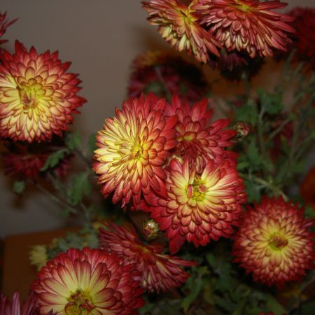 Flori perene de toamna
