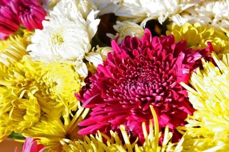 Crizantemele. Florile toamnei