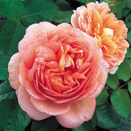 Abraham Darby, trandafirul englezesc perfect pentru orice gradina 