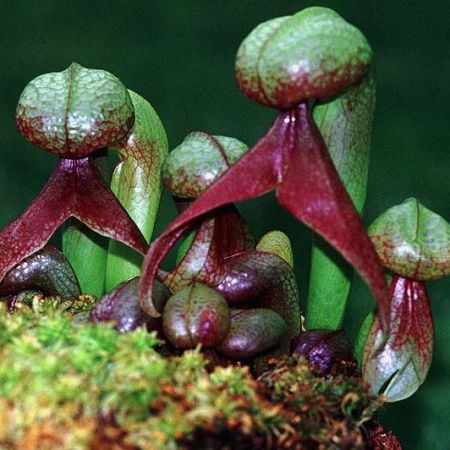 Darlingtonia californica