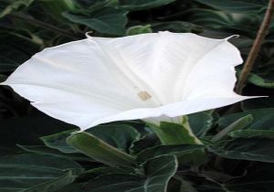 DATURA