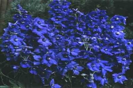 Delphinium, o floare de toamna deosebita