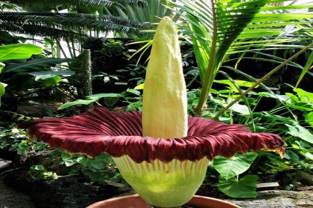 Amorphophallus titanum are cea mai mare inflorescenta din lume