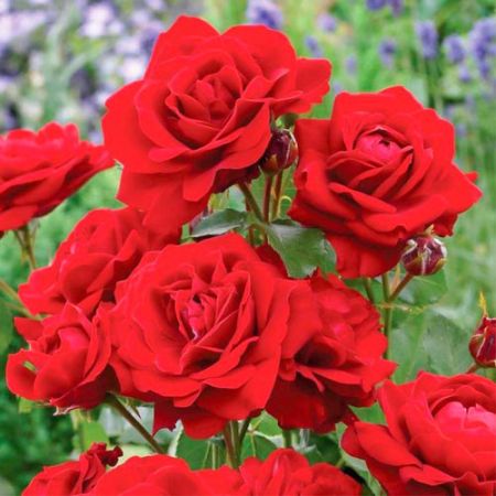 Diademe Red, trandafirul rosu de o frumusete speciala