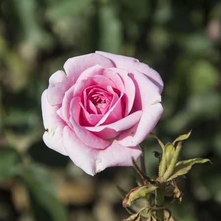 Magenta Diadem, un trandafir cu un colorit rar