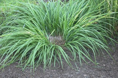 Divizarea plantelor perene primavara